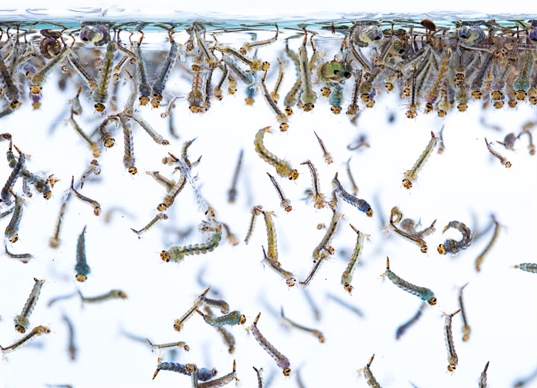 昆虫とその繁殖