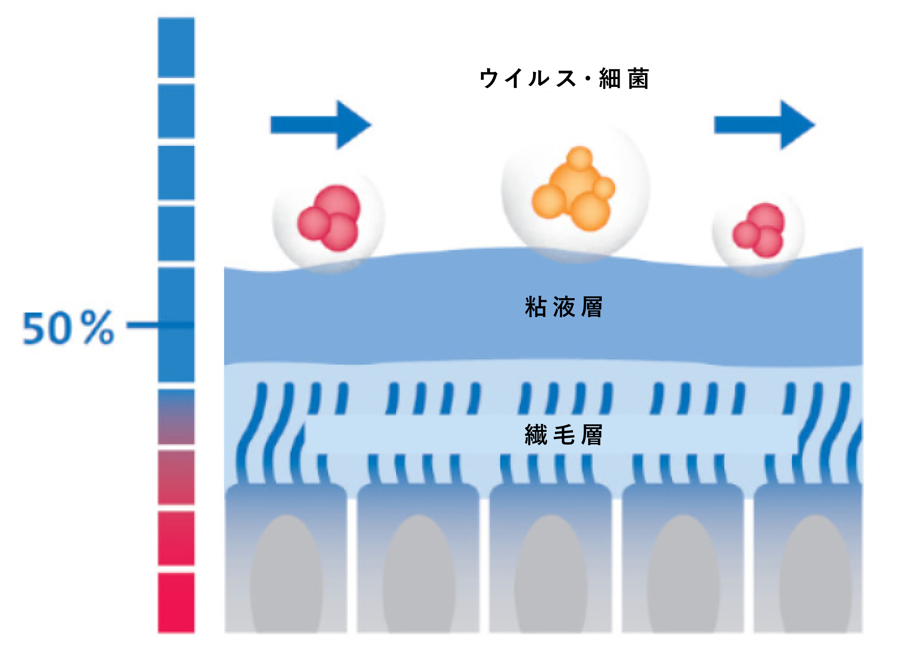 Moist airway mucous membranes